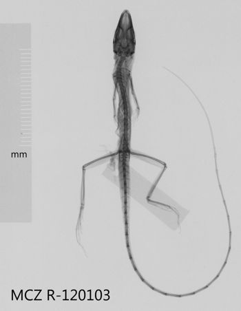 Media type: image;   Herpetology R-120103 Aspect: dorsoventral x-ray